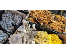 Pebble Creek Produce - Jim Case Article Category Image