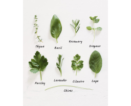 How to Grow Herbs Article Category Image